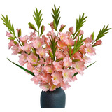 Raxcelivia Paquete De 6 - Flores De Gladiolo Plantas De Orqu
