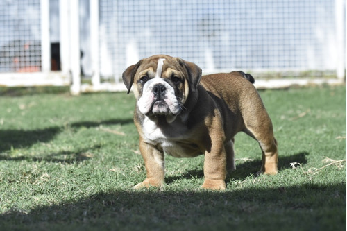 Bulldog Ingles Cachorro Macho 