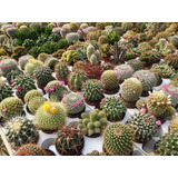 45 Semillas D Cactus Suculentas Variados Para Macetas Jardín