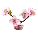 Sakura Cerezo En Flor 2,5 Mts Árbol Japones Ornamental