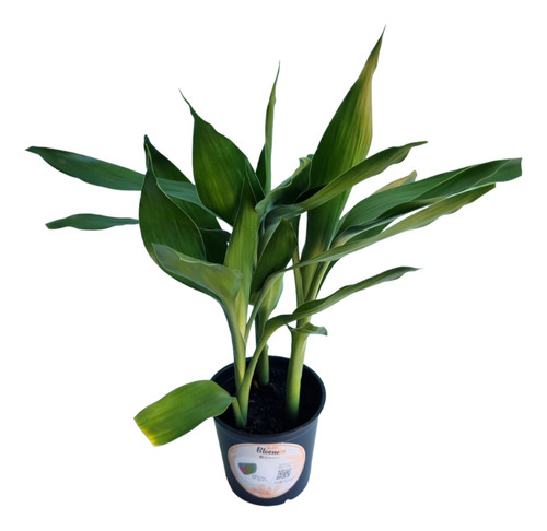 Planta Natural Bambu Da Sorte Feng Shui 3 Astes No Vaso