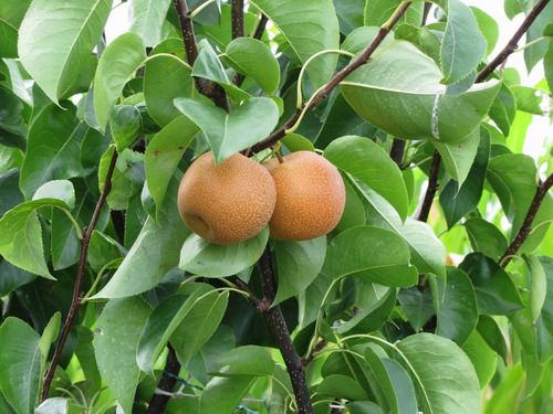 Pera Asiatica , Arbol Frutal