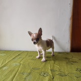 Chihuahua Macho. 2 Meses Vacunado Y Desparacitado . Garantía