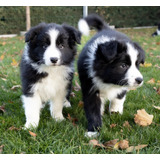 Cachorro Border Collie 01