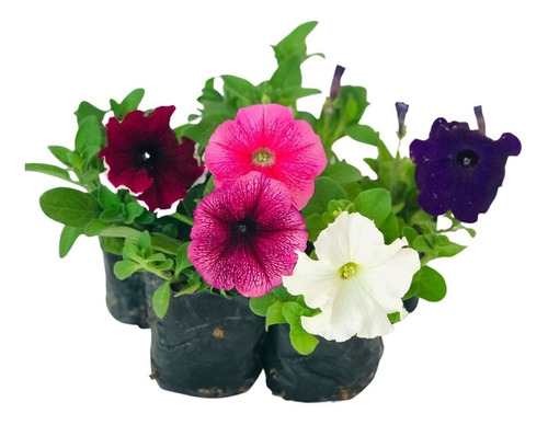 5 Mudas Flor Petunia Grandiflora Sortida No Saquinho