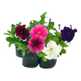 5 Mudas Flor Petunia Grandiflora Sortida No Saquinho