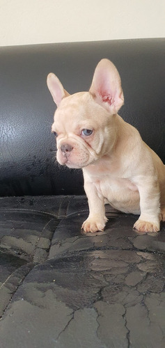 Precio De Cachorro Bulldog Francés Mascotas Rionegro