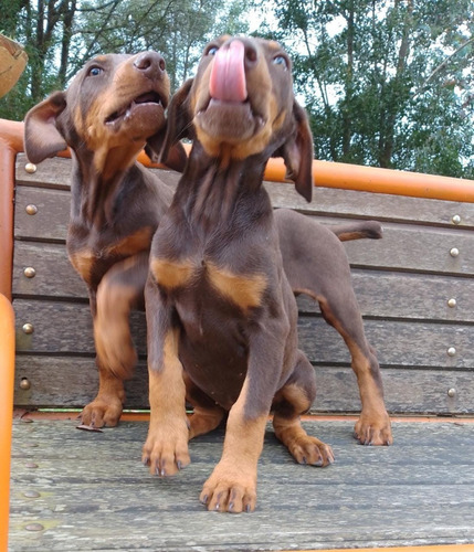 Cachorros Doberman En Venta Rebajados