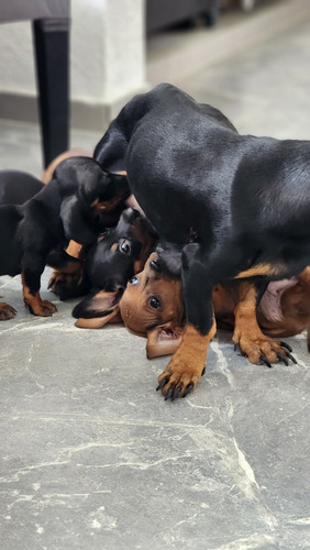 Cachorros Mini Salchichas