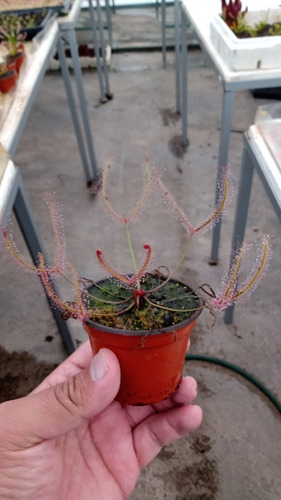 Drosera Binata 12 Meses Planta Carnivora