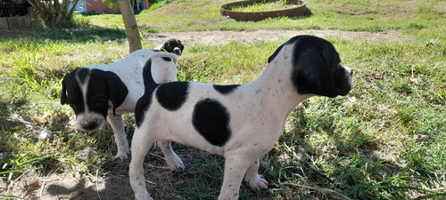 Cachorros Pointers Puros De 45 Días 