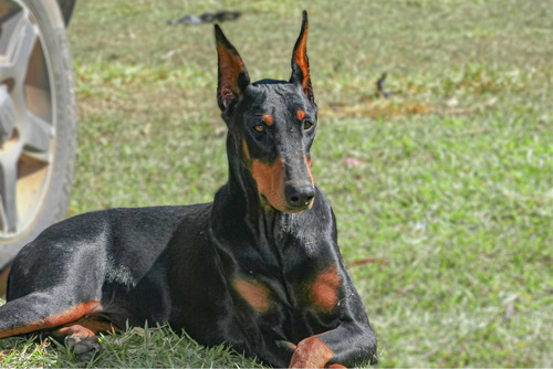 Filhotes Dobermann Puro C/ Pedigree Cbkc- Linhagem Vencedora