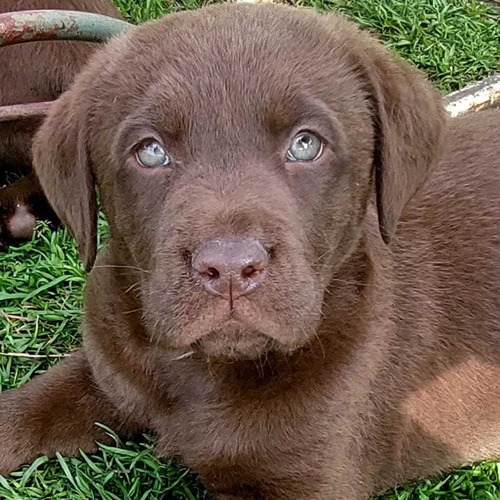 Cachorros Labrador Retriever Puros Chocolate