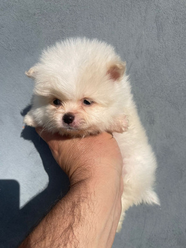 Adorables Pomeranias Blancos Carita De Oso Premium