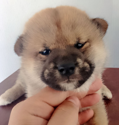 Maravilhoso Filhote De Shiba Inu