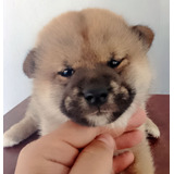 Maravilhoso Filhote De Shiba Inu