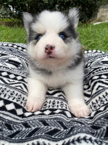 Cachorro Lobo Siberiano Macho Gris 