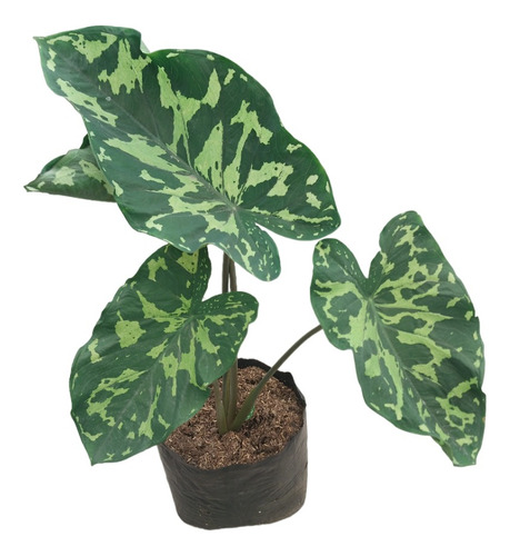 Alocasia Militar (hilo Beauty)