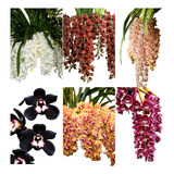 5 Orquideas Cymbidium Pendentes Raras Com Identificadas