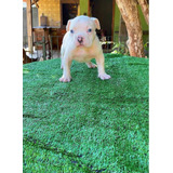 Filhote American Bully Pocket Branco