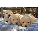 Cachorros Labrador 