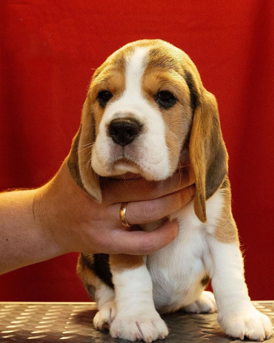 Perros Beagle Tricolor Machos Y Hembras 13 Pulgadas