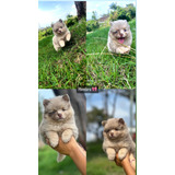 Perros Pomsky Manto Choco Merle Exotic Cachorros Disponibles