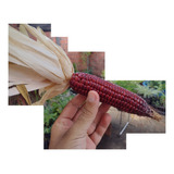 100 Sementes De Milho Crioulo Vermelho Asteca Para Plantio