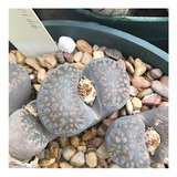 Semillas De Suculenta Lithops Villetii Planta Piedra Rara 