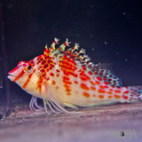 Peixe Marinho Falco Hawkfish