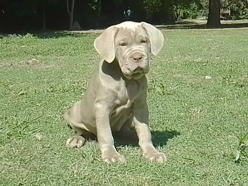 Cachorros Cane Corso Machos.