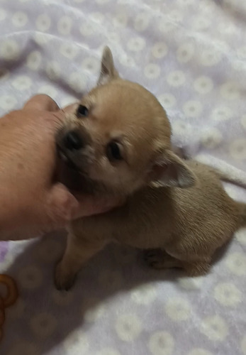 Cachorrito Chihuahua 