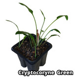 Cryptocoryne Green Lowtech  Linda Planta Natural Aquario 