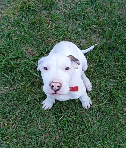 Cachorros De Dogos Argentinos Puros. 60 Días. Zona Luján 