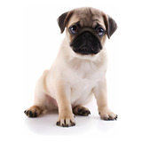 Cachorros Pug Con Registro Perros Doguillo Puppy Pet Can