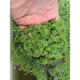 Planta Flotante Azolla 