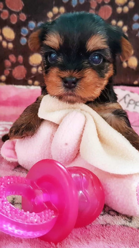 Hembra Yorki Yorky Yorkshire Terrier Mini Bogota Medellin