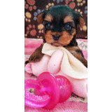 Hembra Yorki Yorky Yorkshire Terrier Mini Bogota Medellin