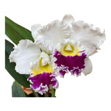 Orquídea Cattleya Mikkie Nagata - Muda Adulta