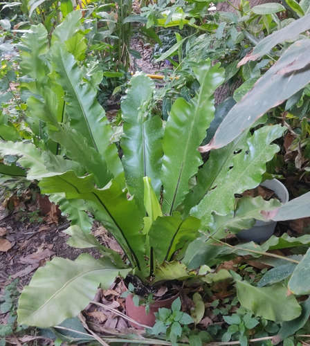 Helecho Nido De Ave - Asplenium Nidus