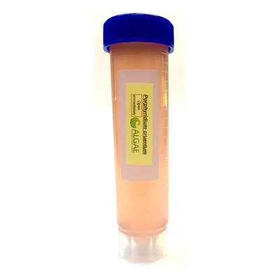 Porphyridium Cruentum Microalga Marina Grado Laboratorio | MercadoLibre