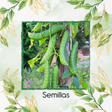 5 Semillas De Planta Canavalia Ensiformis