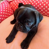 Pug Micro Black