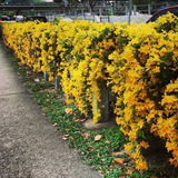 Sementes Flor Trepadeira Unha De Gato Alambrado P/ Mudas