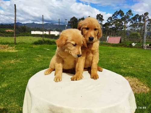 Cachorros Golden Retriever Perros En Venta En Sincelejo 