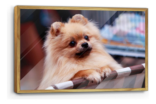 Cuadro De Madera Con Poster Tierno Perrito Pomeranio 45x70cm