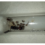 Hormiga Reina - Pogonomyrmex Rugosus - Colonia