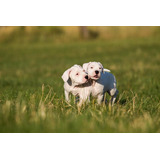 Perros Cachorros Dogo Argentino Puppy Medellin Bogota Cali