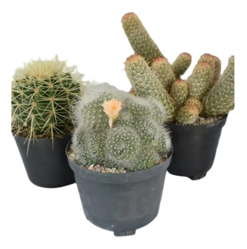 Cactus Matera P10 X 3 Unidades