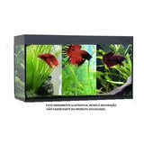 Aquário / Beteira 25 L 45cm 45x25x25cm Divisórias P 3 Bettas